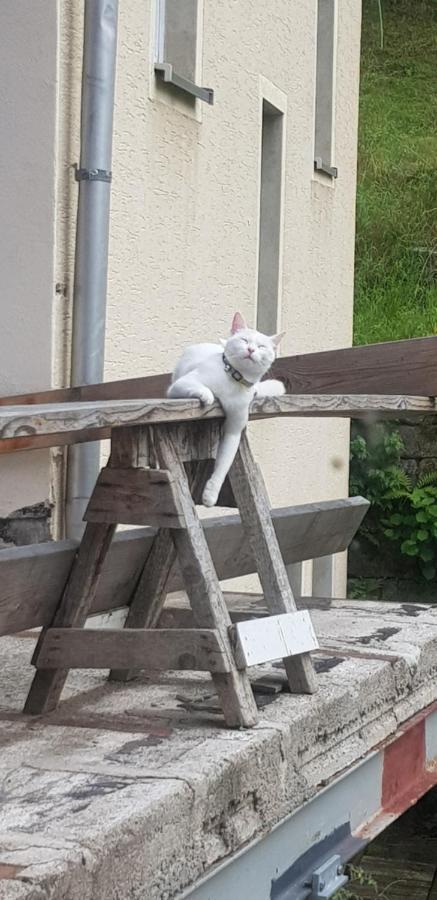 Ferienwohnung Salamander Pirna Bagian luar foto