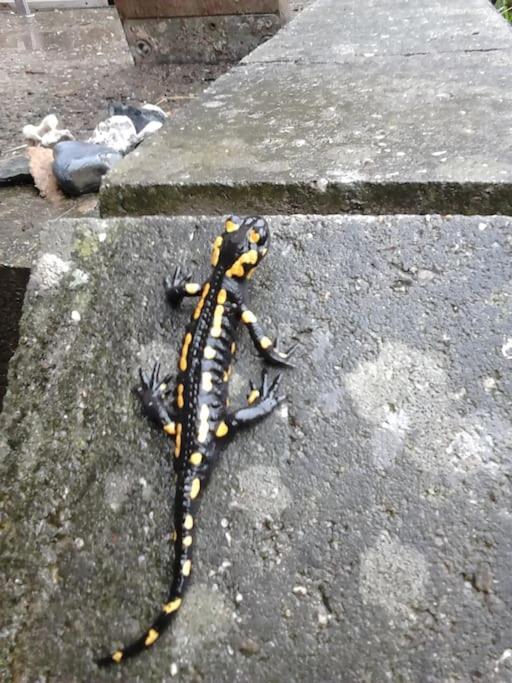 Ferienwohnung Salamander Pirna Bagian luar foto